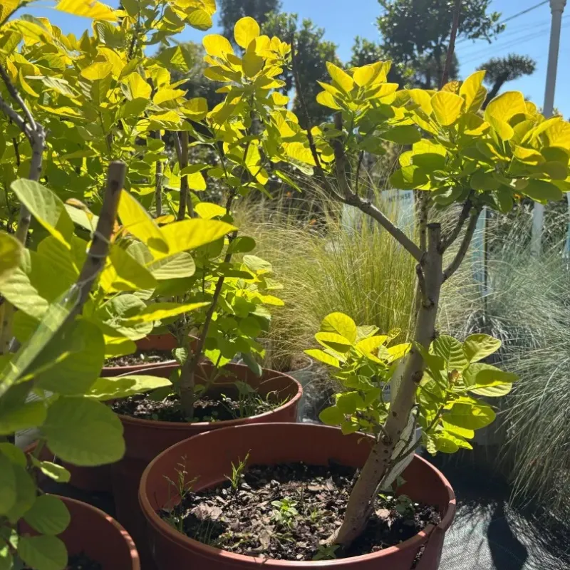 Cotinus Golden Spirit Cotinus Golden Spirit