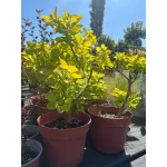 Cotinus Golden Spirit Cotinus Golden Spirit