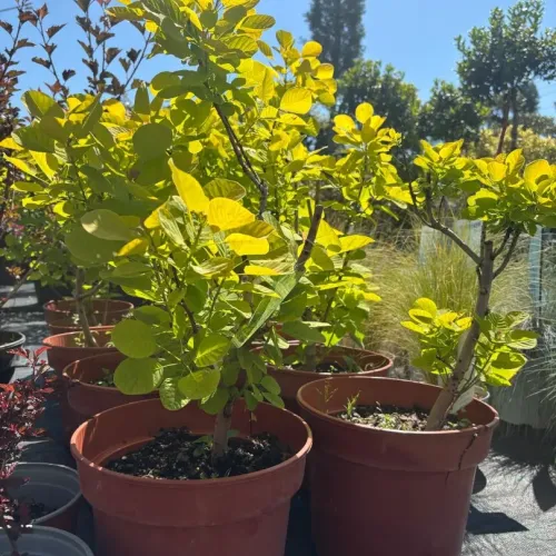 Cotinus Golden Spirit 60-80 cm