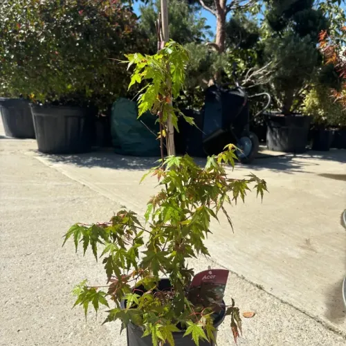 Acer palmatum 30-40 cm 