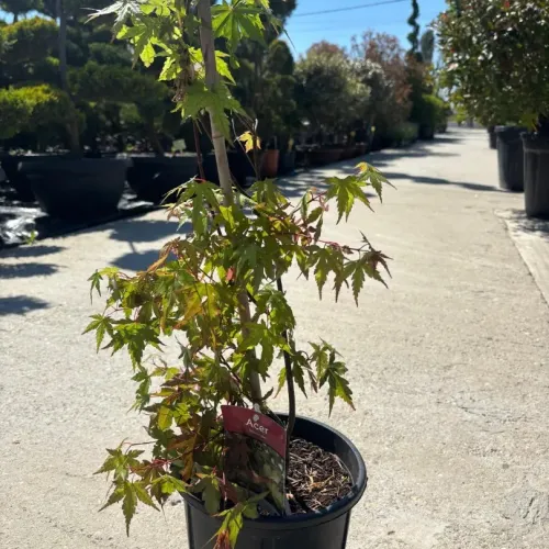 Acer palmatum 30-40 cm Acer palmatum 30-40 cm