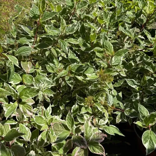 Cornus alba 'Sibirica variegata' , 70/100