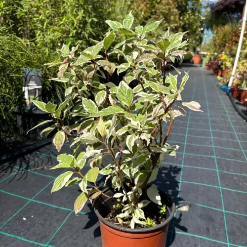 Cornus alba 'Sibirica variegata' , 70/100