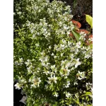 Arbust decorativ-Iasomie Philadelphus Mont Blanc