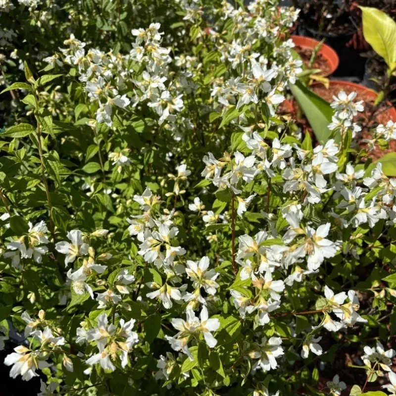 Arbust decorativ-Iasomie Philadelphus Mont Blanc