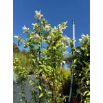 Arbust decorativ-Iasomie Philadelphus Mont Blanc