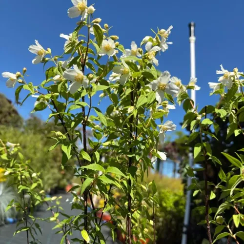 Iasomie Philadelphus Mont Blanc 60-80 cm
