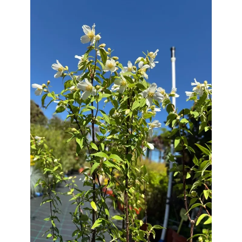Iasomie Philadelphus Mont Blanc 60-80 cm