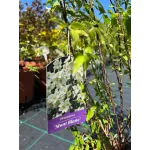 Arbust decorativ-Iasomie Philadelphus Mont Blanc