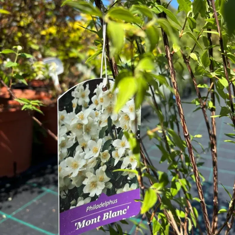 Arbust decorativ-Iasomie Philadelphus Mont Blanc