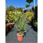 Arbust decorativ-Iasomie Philadelphus Mont Blanc Arbust decorativ-Iasomie Philadelphus Mont Blanc