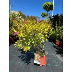 Spiraea Japonica Goldflame