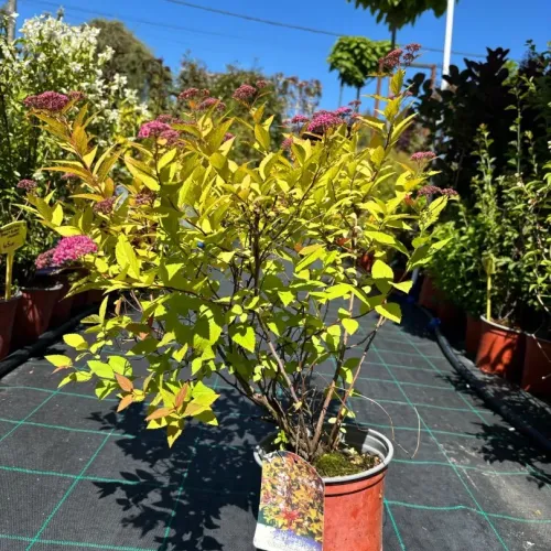 Spiraea Japonica Goldflame 40-60 cm