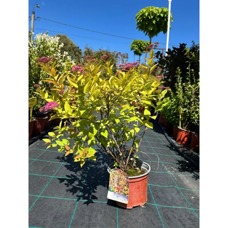 Spiraea Japonica Goldflame 40-60 cm