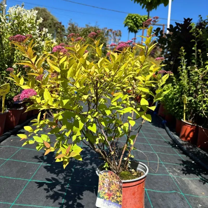 Spiraea Japonica Goldflame