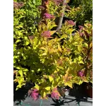 Spiraea Japonica Goldflame