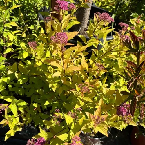 Spiraea Japonica Goldflame 40-60 cm