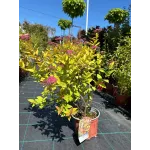 Spiraea Japonica Goldflame