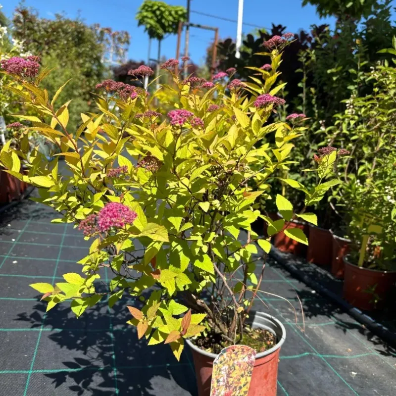 Spiraea Japonica Goldflame