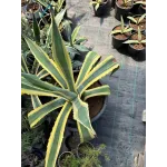 Agave Americana 40/60
