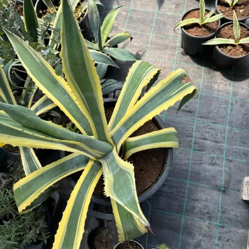 Agave Americana 40/60