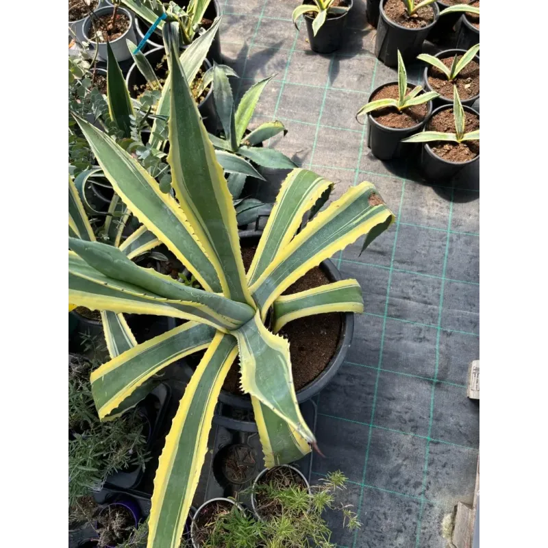 Agave Americana 40/60