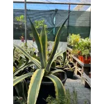 Agave Americana 40/60