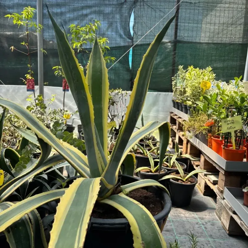 Agave Americana 40/60