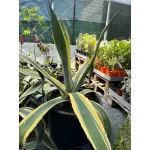 Agave Americana 40/60 Agave Americana 40/60
