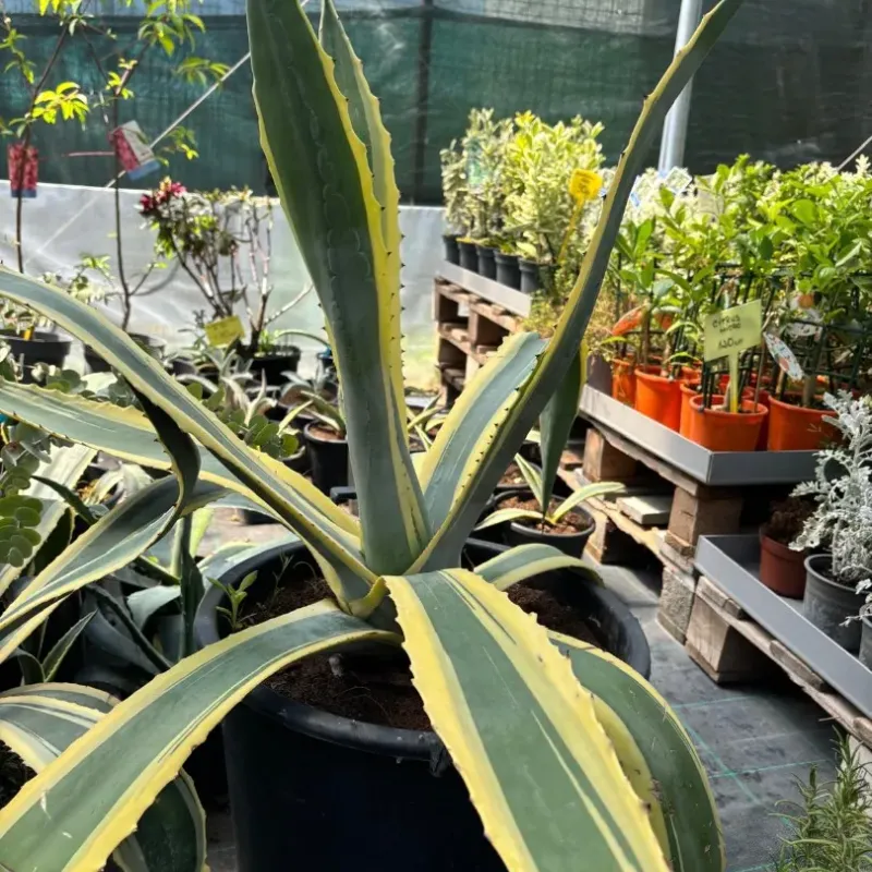 Agave Americana 40/60 Agave Americana 40/60