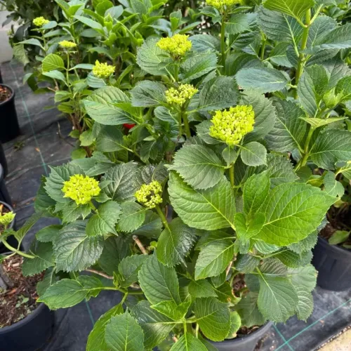 Hortensie Hydrangea macrophylla Adria 100-150