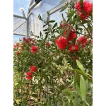 Callistemon Citrinus 1/2 - Peria de Sticla Rosie