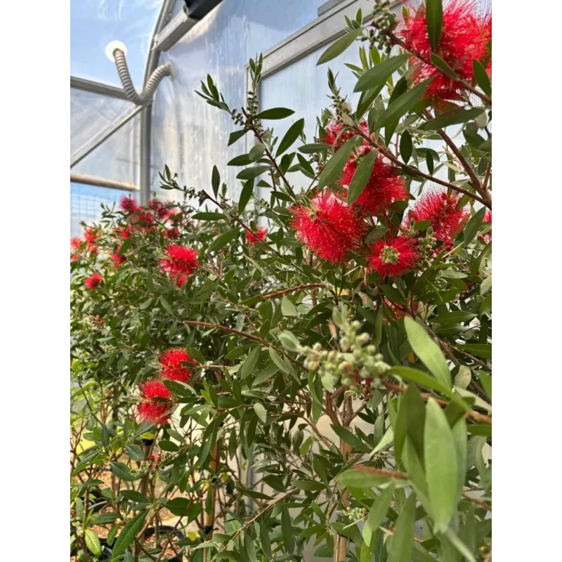 Callistemon Citrinus 1/2 - Peria de Sticla Rosie