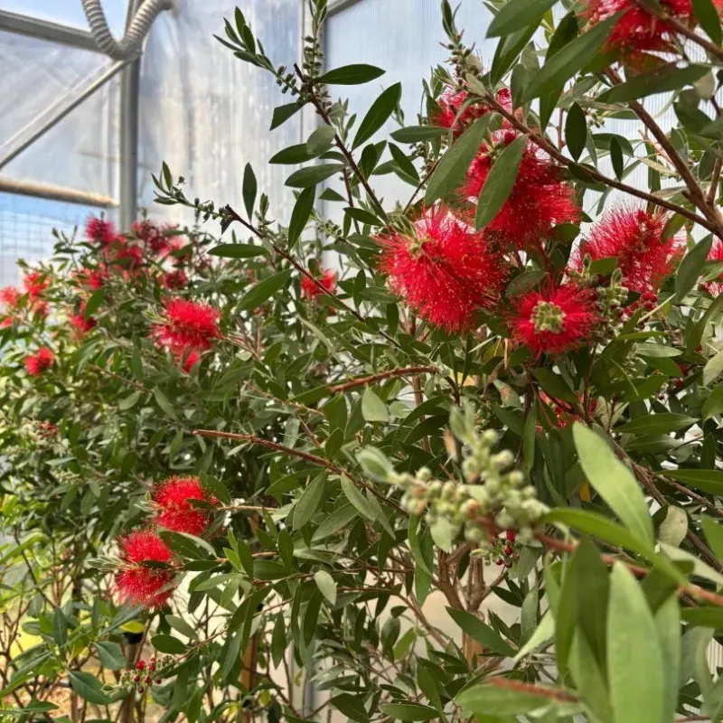 Callistemon Citrinus 1/2 - Peria de Sticla Rosie