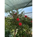 Callistemon Citrinus 1/2 - Peria de Sticla Rosie Callistemon Citrinus 1/2 - Peria de Sticla Rosie