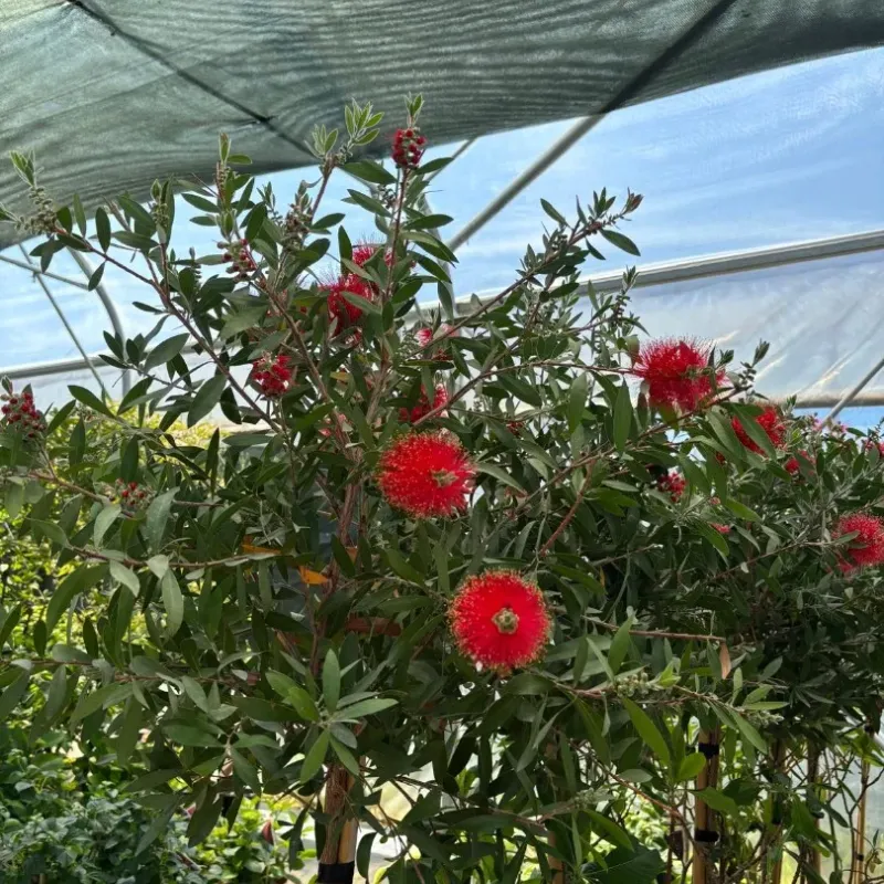 Callistemon Citrinus 1/2 - Peria de Sticla Rosie Callistemon Citrinus 1/2 - Peria de Sticla Rosie