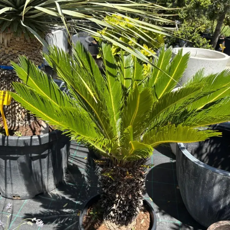 Palmier Cycas Revoluta - Sagotier japonez 60cm