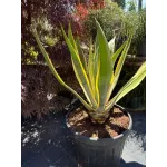  Agave Americana Variegata 60/80