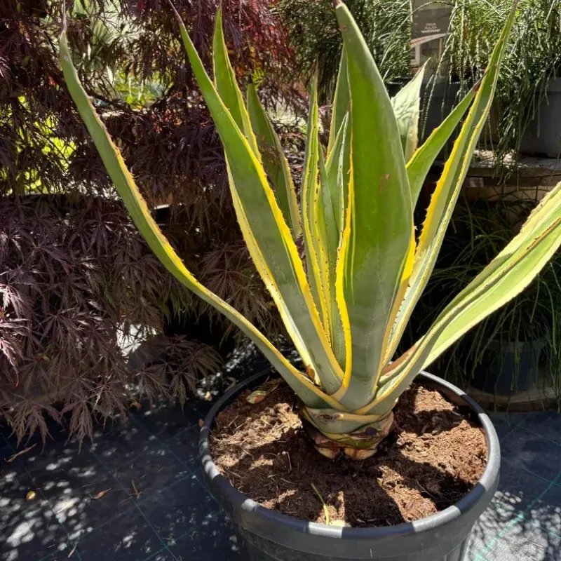  Agave Americana Variegata 60/80