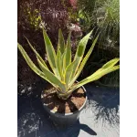  Agave Americana Variegata 60/80