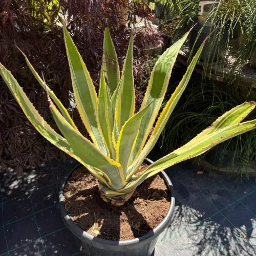  Agave Americana Variegata 60/80