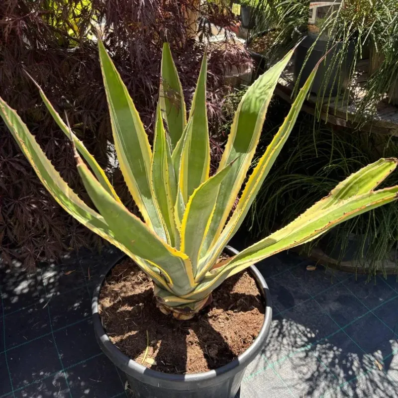  Agave Americana Variegata 60/80
