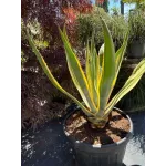Agave Americana Variegata 60/80 Agave Americana Variegata 60/80