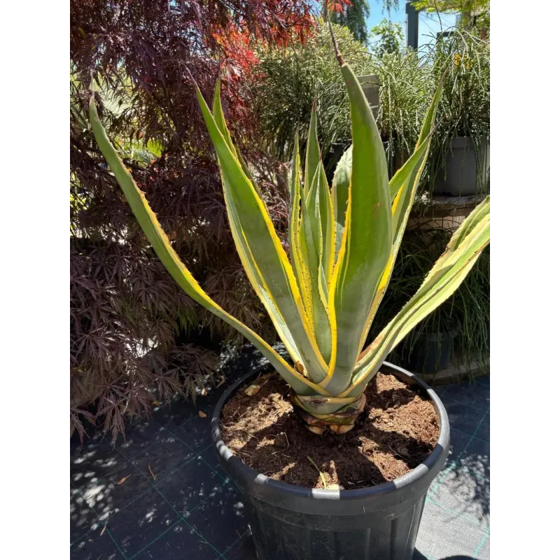 Agave Americana Variegata 60/80 Agave Americana Variegata 60/80