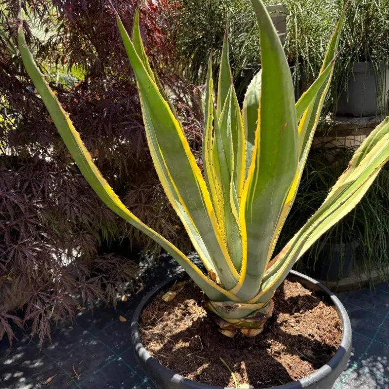 Agave Americana Variegata 60/80 Agave Americana Variegata 60/80