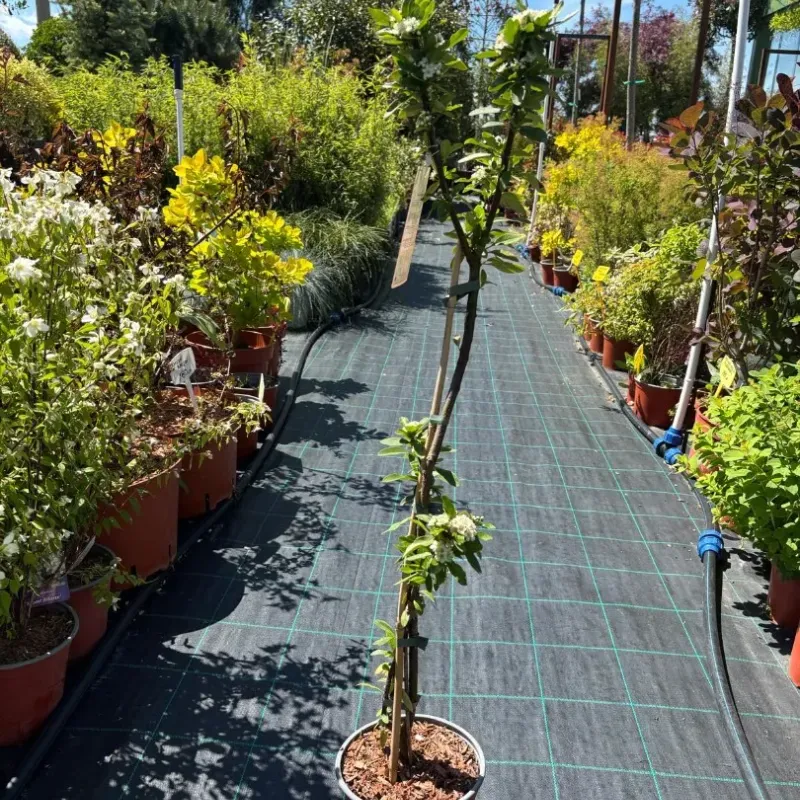 Pyracantha 'Orange Star' - tufă de foc