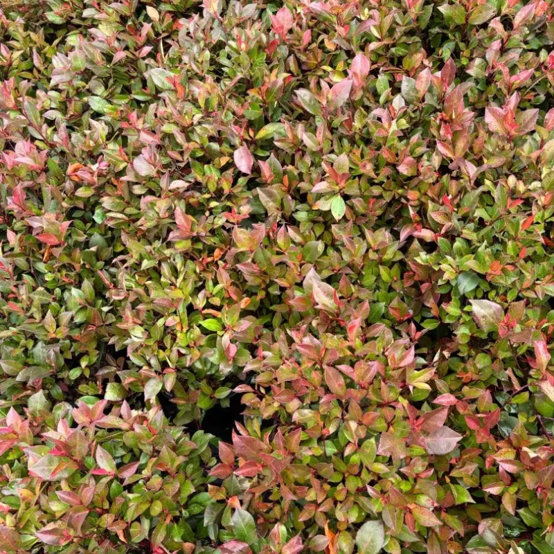 Photinia Little Red Robin CLT5 35-45 cm