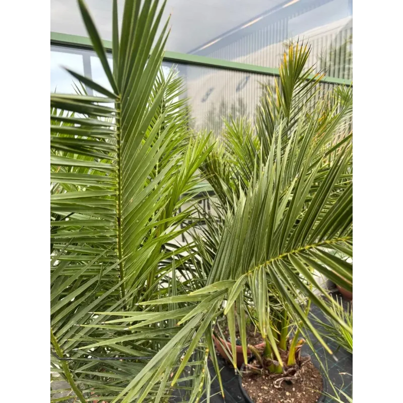  Phoenix Canariensis 175/200 - Palmier de Canare