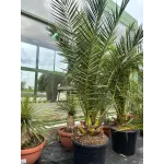  Phoenix Canariensis 175/200 - Palmier de Canare