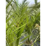  Phoenix Canariensis 80/100 - Palmier de Canare